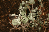 Artemisia maritima RCP4-2014 38.JPG